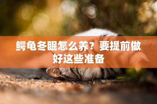 鱷龜冬眠怎么養？要提前做好這些準備