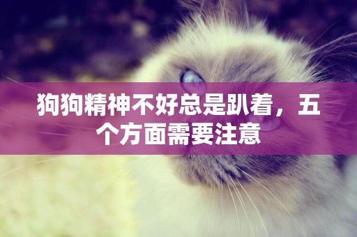 狗狗精神不好總是趴著，五個方面需要注意