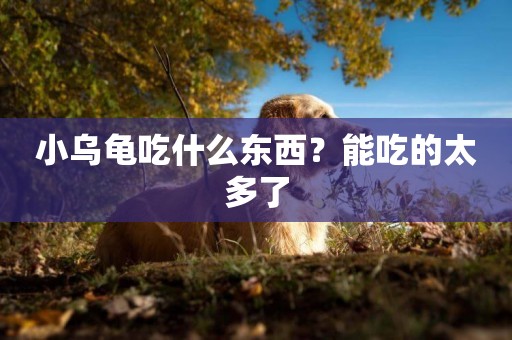 小烏龜吃什么東西？能吃的太多了