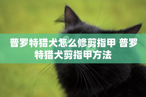 普羅特獵犬怎么修剪指甲 普羅特獵犬剪指甲方法