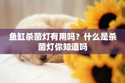 魚缸殺菌燈有用嗎？什么是殺菌燈你知道嗎