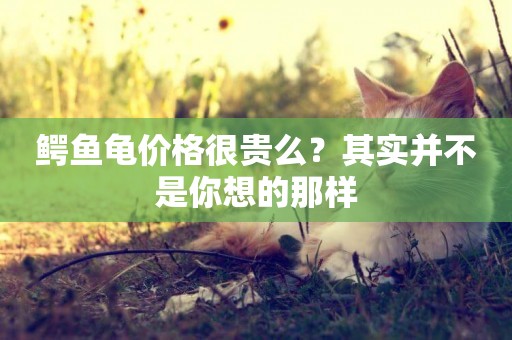 鱷魚龜價格很貴么？其實并不是你想的那樣