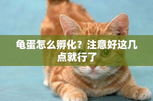 龜蛋怎么孵化？注意好這幾點就行了