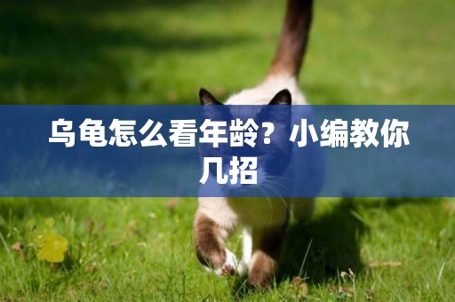 烏龜怎么看年齡？小編教你幾招
