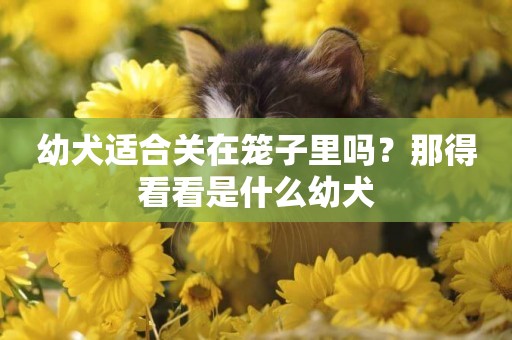 幼犬適合關在籠子里嗎？那得看看是什么幼犬