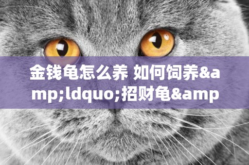 金錢龜怎么養 如何飼養&ldquo;招財龜&rdquo;