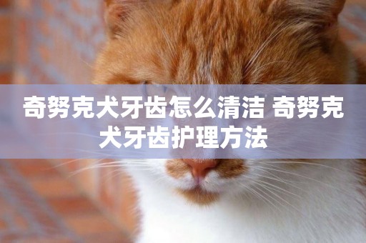 奇努克犬牙齒怎么清潔 奇努克犬牙齒護理方法
