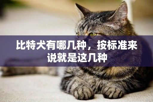 比特犬有哪幾種，按標準來說就是這幾種