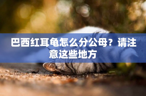 巴西紅耳龜怎么分公母？請注意這些地方