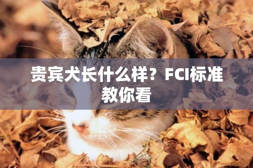 貴賓犬長什么樣？FCI標準教你看