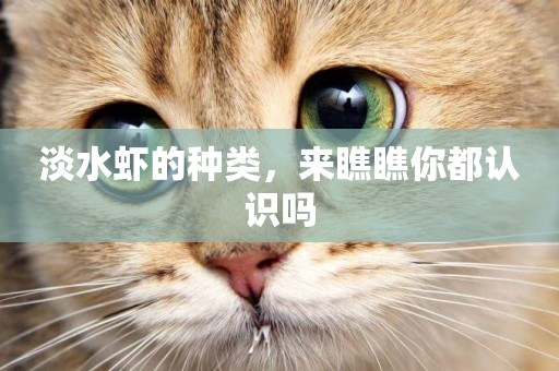淡水蝦的種類，來瞧瞧你都認識嗎