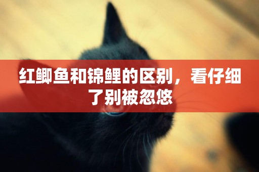 紅鯽魚和錦鯉的區別，看仔細了別被忽悠