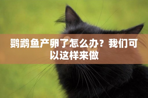 鸚鵡魚產卵了怎么辦？我們可以這樣來做