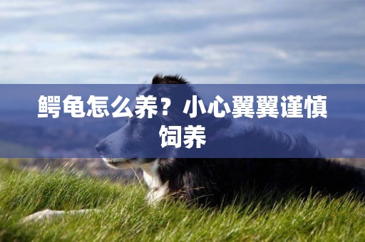 鱷龜怎么養？小心翼翼謹慎飼養