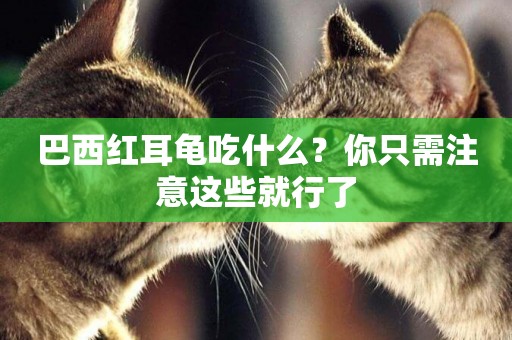 巴西紅耳龜吃什么？你只需注意這些就行了