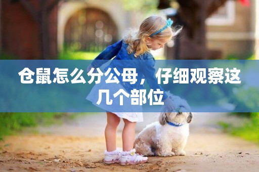 倉鼠怎么分公母，仔細觀察這幾個部位