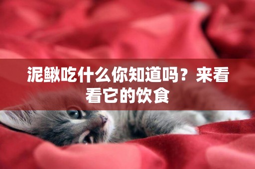 泥鰍吃什么你知道嗎？來看看它的飲食
