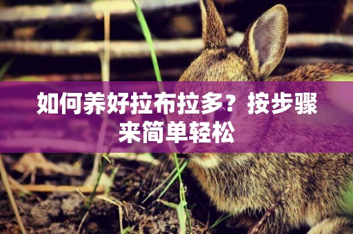 如何養好拉布拉多？按步驟來簡單輕松