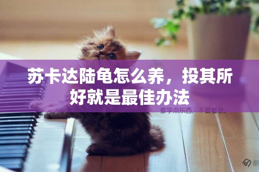 蘇卡達陸龜怎么養，投其所好就是最佳辦法