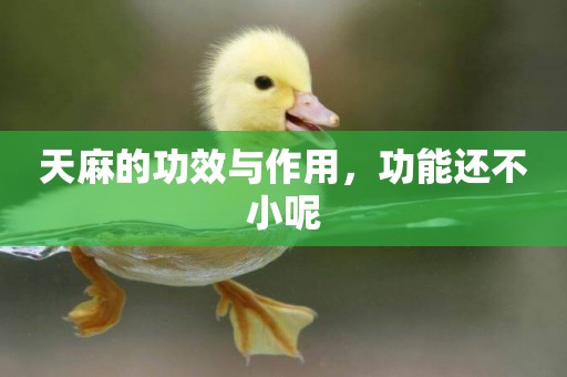 天麻的功效與作用，功能還不小呢