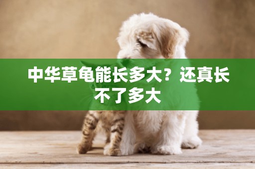 中華草龜能長多大？還真長不了多大