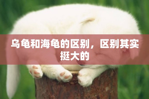 烏龜和海龜的區別，區別其實挺大的