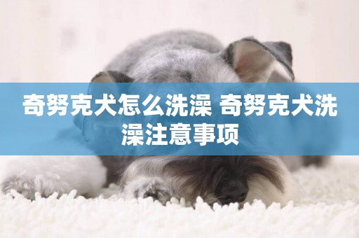 奇努克犬怎么洗澡 奇努克犬洗澡注意事項