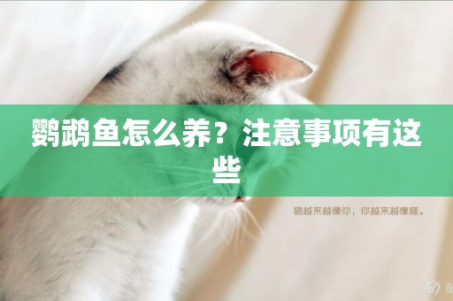 鸚鵡魚怎么養？注意事項有這些