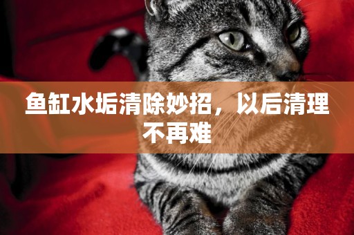 魚缸水垢清除妙招，以后清理不再難