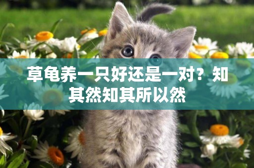 草龜養一只好還是一對？知其然知其所以然