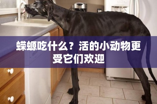 蠑螈吃什么？活的小動物更受它們歡迎