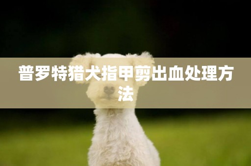 普羅特獵犬指甲剪出血處理方法