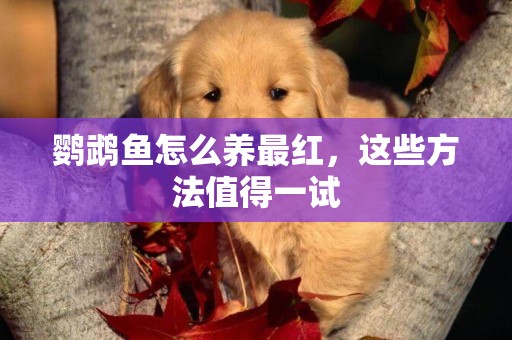 鸚鵡魚怎么養最紅，這些方法值得一試