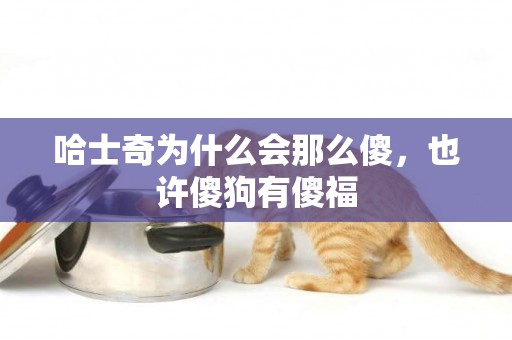 哈士奇為什么會那么傻，也許傻狗有傻福