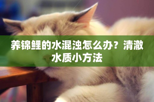 養錦鯉的水混濁怎么辦？清澈水質小方法