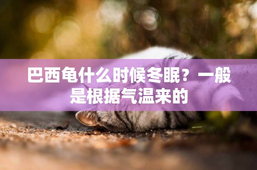 巴西龜什么時候冬眠？一般是根據氣溫來的