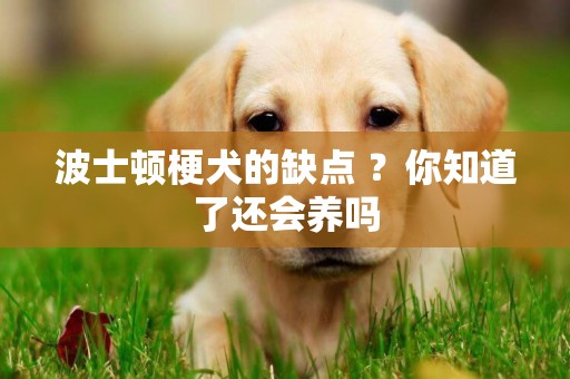 波士頓梗犬的缺點 ？你知道了還會養嗎