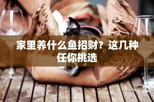 家里養什么魚招財？這幾種任你挑選