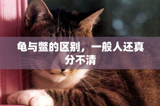 龜與鱉的區別，一般人還真分不清