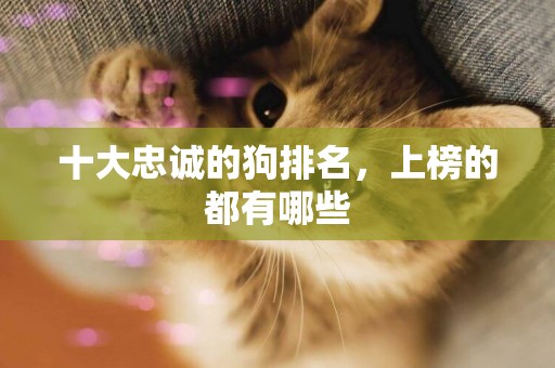十大忠誠的狗排名，上榜的都有哪些