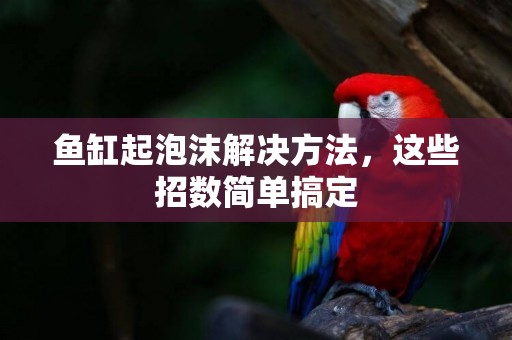 魚缸起泡沫解決方法，這些招數簡單搞定