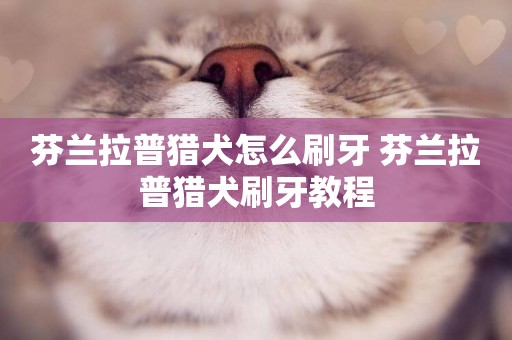 芬蘭拉普獵犬怎么刷牙 芬蘭拉普獵犬刷牙教程