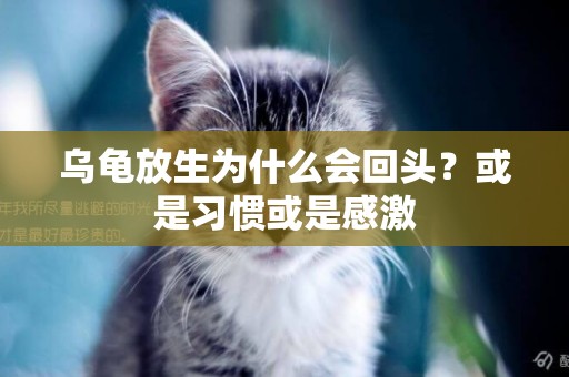烏龜放生為什么會回頭？或是習慣或是感激