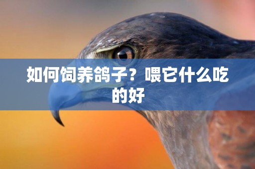 如何飼養鴿子？喂它什么吃的好