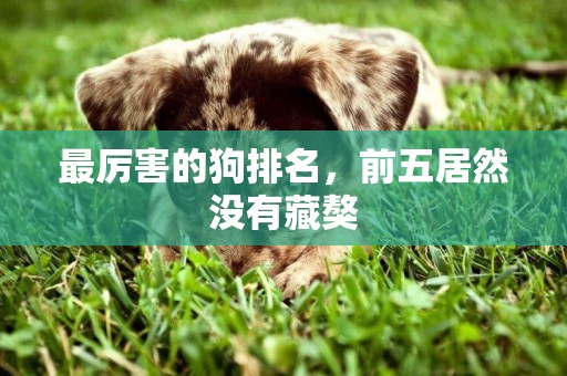 最厲害的狗排名，前五居然沒有藏獒