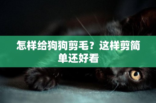 怎樣給狗狗剪毛？這樣剪簡單還好看