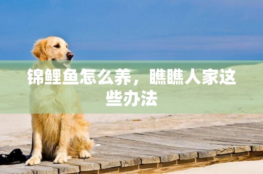 錦鯉魚怎么養，瞧瞧人家這些辦法