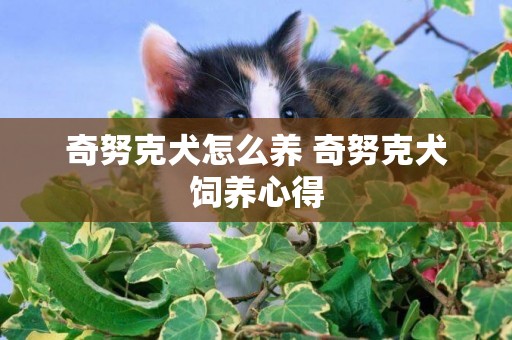 奇努克犬怎么養 奇努克犬飼養心得