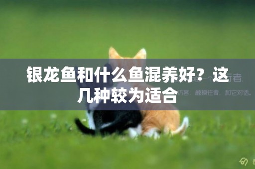 銀龍魚和什么魚混養好？這幾種較為適合