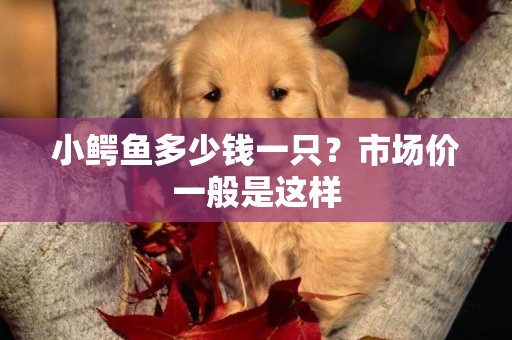小鱷魚多少錢一只？市場價一般是這樣